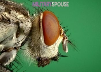 41 US military members have no contracted Zika