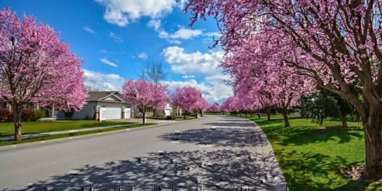 An empty road that feels as if one is walking through pleasantville.